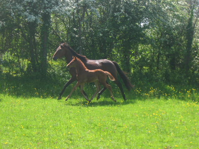 Fleur et Win Power